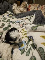 Daisy, a female Havanese and Maltese for sale in Sturgis, MI – 6 of 6