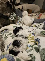 Daisy, a female Havanese and Maltese for sale in Sturgis, MI – 4 of 6