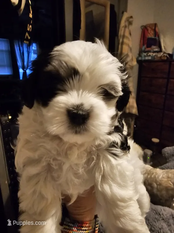 Daisy – Havanese, Maltese puppy for sale in Sturgis, MI