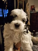 Daisy, a female Havanese and Maltese for sale in Sturgis, MI – 1 of 6