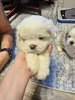 Rj, a male Havanese and Maltese for sale in Sturgis, MI – 1 of 3