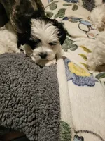 Daisy, a female Havanese and Maltese for sale in Sturgis, MI – 3 of 6
