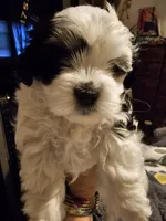 Daisy, a female Havanese and Maltese for sale in Sturgis, MI – 2 of 6