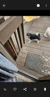 Gracie, a female Havanese for sale in Sturgis, MI – 2 of 2