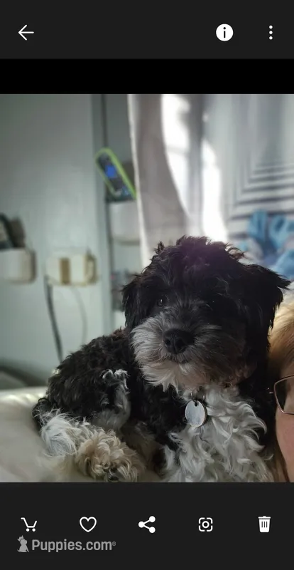 Gracie – Havanese puppy for sale in Sturgis, MI