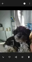 Gracie, a female Havanese for sale in Sturgis, MI – 1 of 2