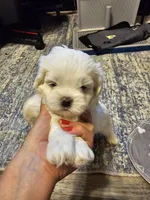 Max, a male Havanese and Maltese for sale in Sturgis, MI – 3 of 6
