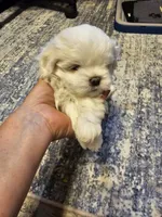 Max, a male Havanese and Maltese for sale in Sturgis, MI – 4 of 6