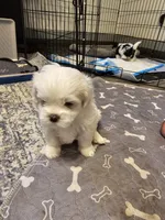 Rj, a male Havanese and Maltese for sale in Sturgis, MI – 3 of 3