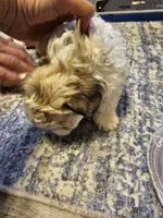 Duke, a male Havanese and Maltese for sale in Sturgis, MI – 3 of 4