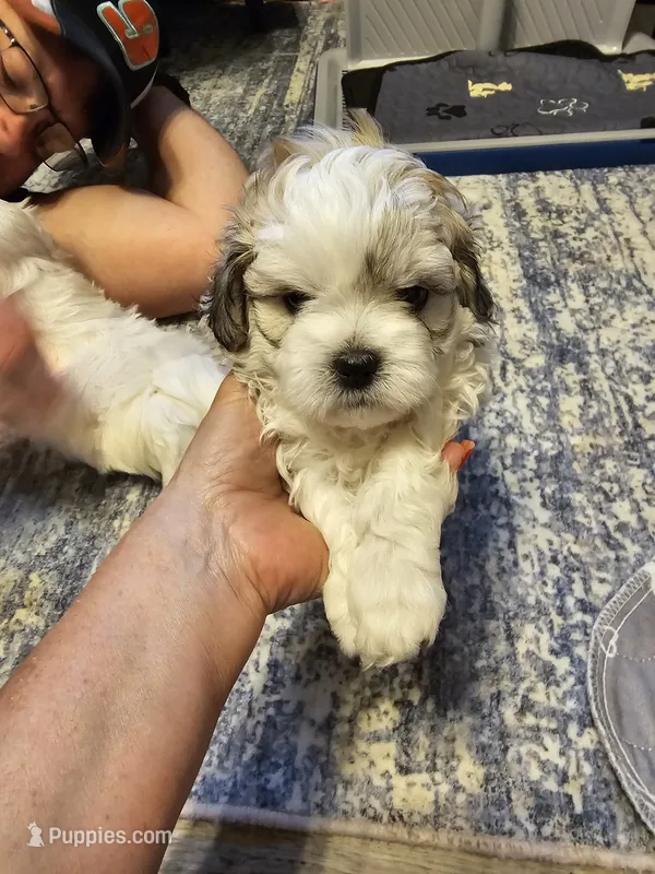Duke – Havanese, Maltese puppy for sale in Sturgis, MI