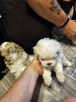 Max, a male Havanese and Maltese for sale in Sturgis, MI – 5 of 6