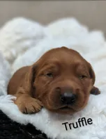 Truffle, a male Golden Retriever for sale in Johnstown, CO – Photo 1 of 3