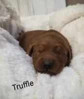 Truffle, a male Golden Retriever for sale in Johnstown, CO – Photo 2 of 3