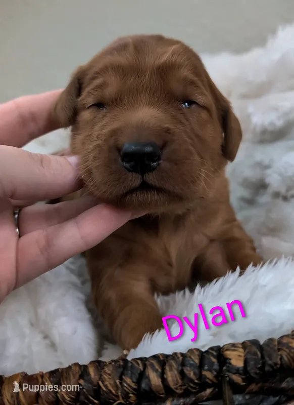Dylan – Golden Retriever puppy for sale in Johnstown, CO