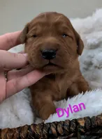Dylan, a female Golden Retriever for sale in Johnstown, CO – 1 of 1