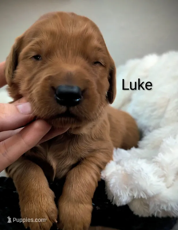 Luke – Golden Retriever puppy for sale in Johnstown, CO