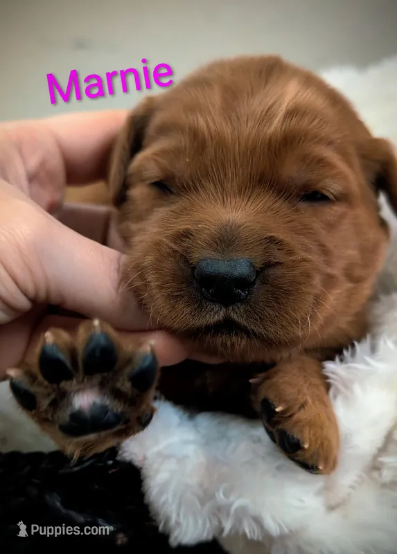 Marnie – Golden Retriever puppy for sale in Johnstown, CO