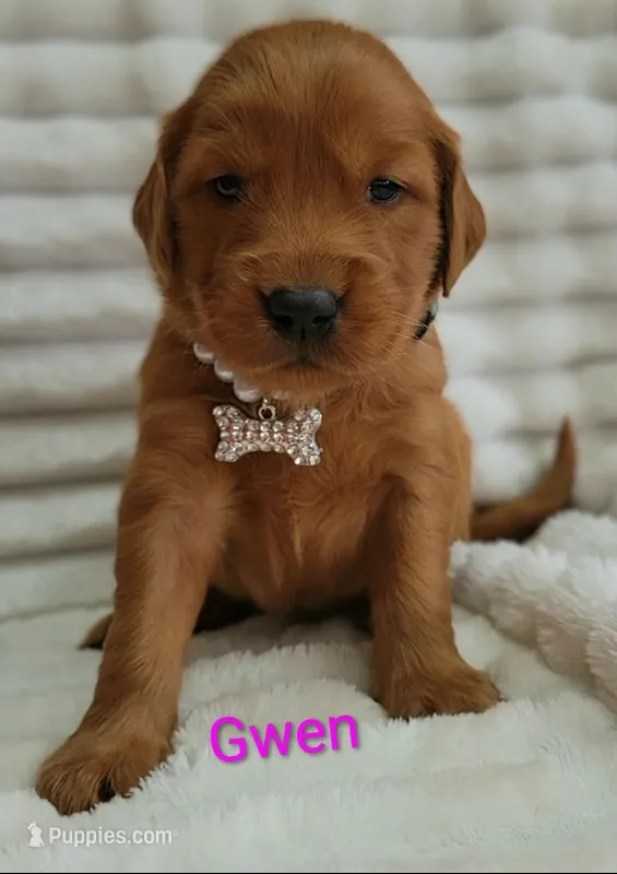 Gwen – Golden Retriever puppy for sale in Johnstown, CO