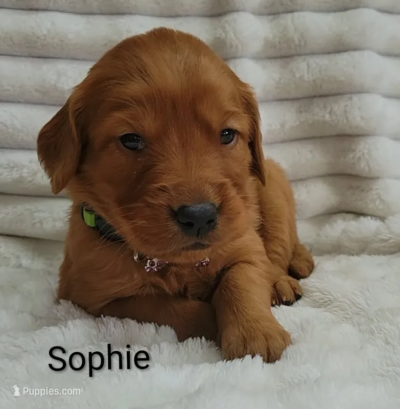 Sophie – Golden Retriever puppy for sale in Johnstown, CO