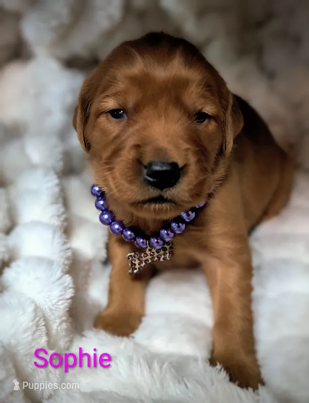 Sophie – Golden Retriever puppy for sale in Johnstown, CO