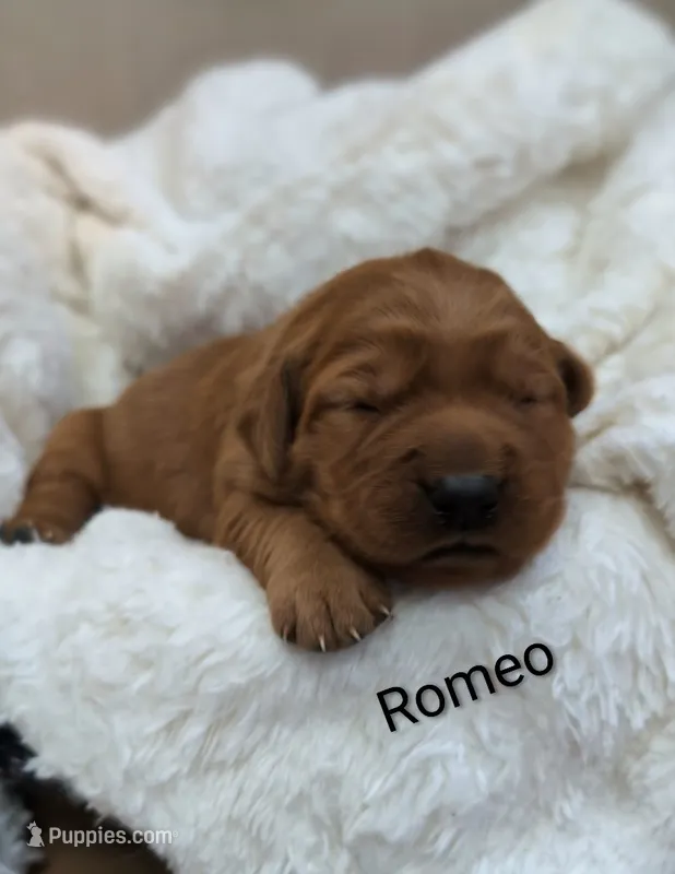 Romeo