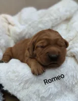 Romeo, a male Golden Retriever for sale in Johnstown, CO – Photo 1 of 2