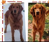 Romeo, a male Golden Retriever for sale in Johnstown, CO – Photo 2 of 2