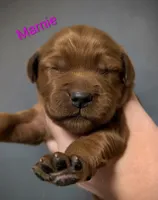 Marnie, a female Golden Retriever for sale in Johnstown, CO – 2 of 2