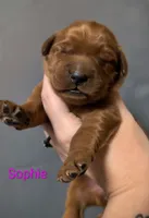 Sophie, a female Golden Retriever for sale in Johnstown, CO – 2 of 2