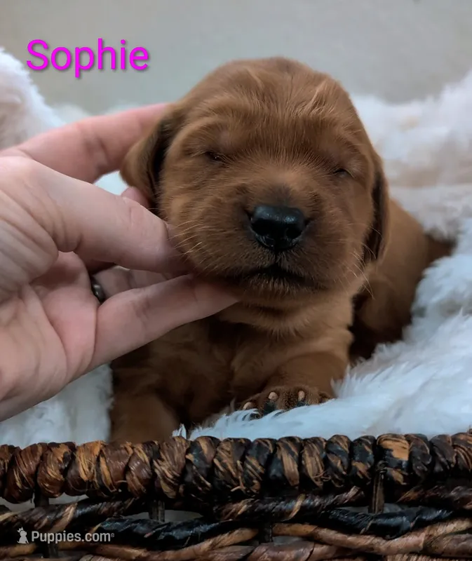 Sophie – Golden Retriever puppy for sale in Johnstown, CO