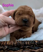 Sophie, a female Golden Retriever for sale in Johnstown, CO – 1 of 2