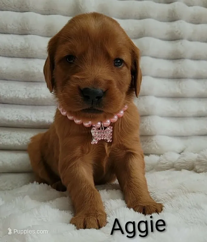 Aggie – Golden Retriever puppy for sale in Johnstown, CO