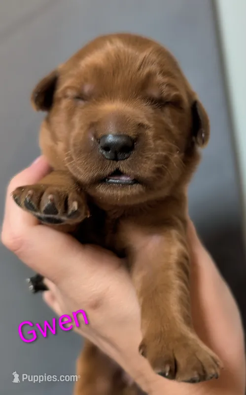 Gwen – Golden Retriever puppy for sale in Johnstown, CO