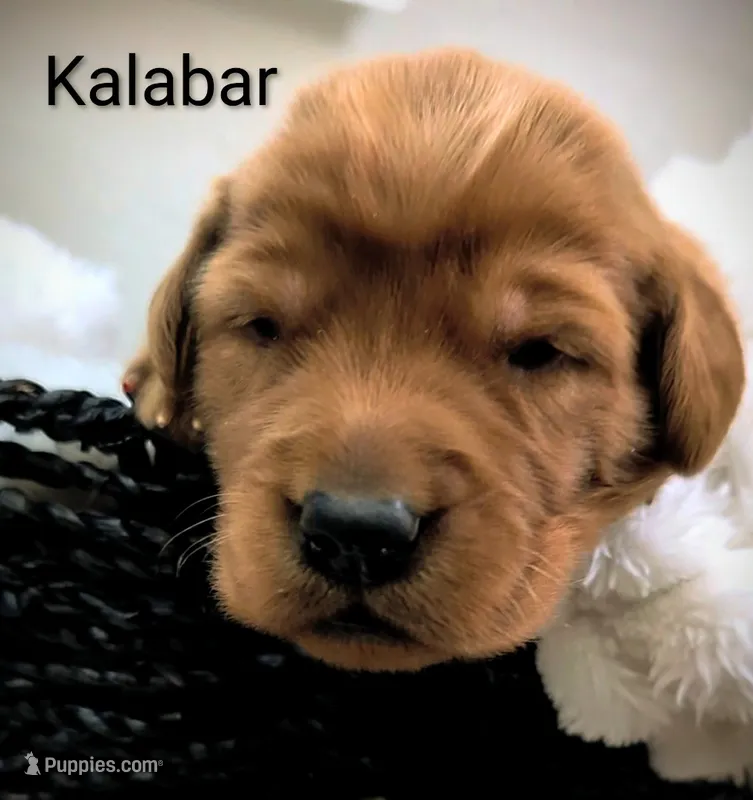 Kalabar  – Golden Retriever puppy for sale in Johnstown, CO
