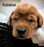 Kalabar , a male Golden Retriever for sale in Johnstown, CO – 1 of 1