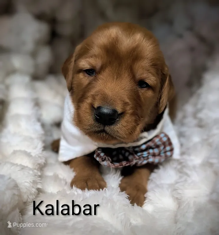 Kalabar  – Golden Retriever puppy for sale in Johnstown, CO