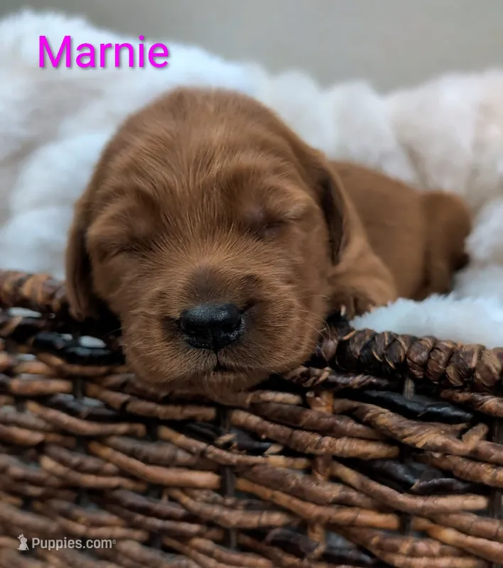Marnie – Golden Retriever puppy for sale in Johnstown, CO