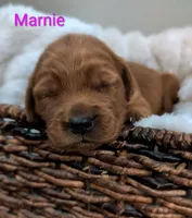 Marnie, a female Golden Retriever for sale in Johnstown, CO – 1 of 2