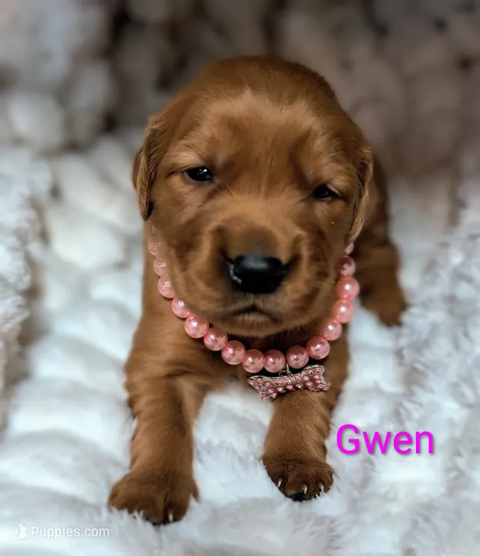 Gwen – Golden Retriever puppy for sale in Johnstown, CO