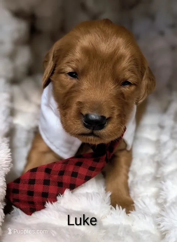 Luke – Golden Retriever puppy for sale in Johnstown, CO