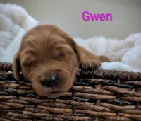 Gwen, a female Golden Retriever for sale in Johnstown, CO – 2 of 2