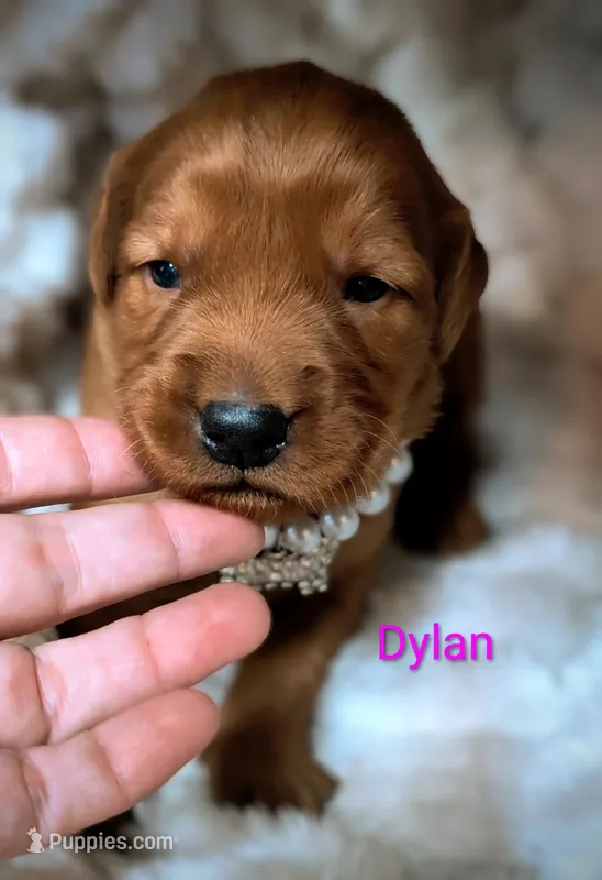 Dylan – Golden Retriever puppy for sale in Johnstown, CO