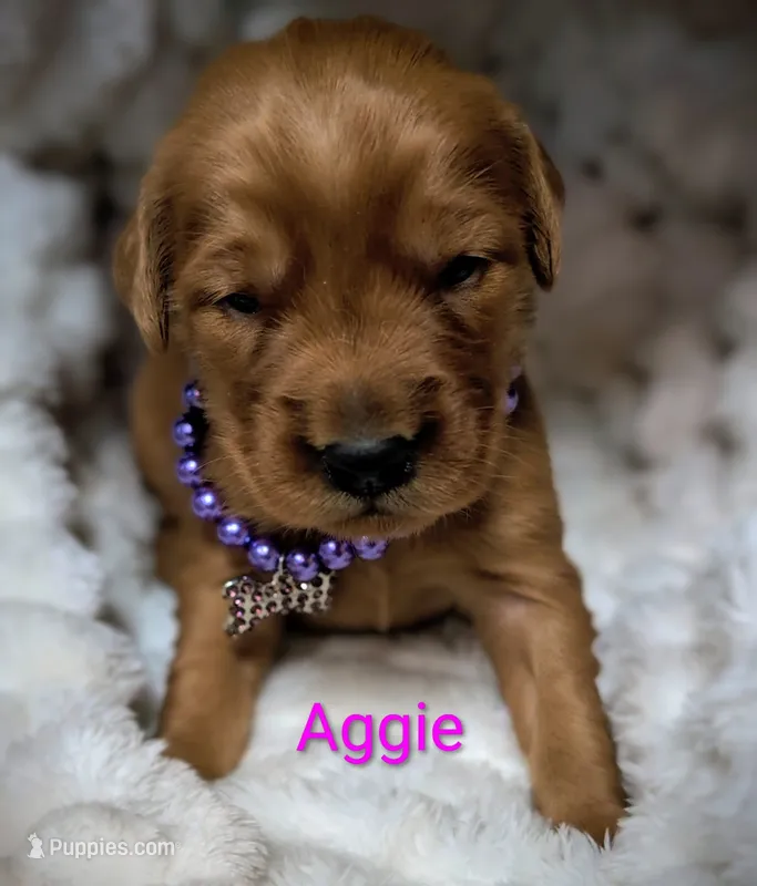 Aggie – Golden Retriever puppy for sale in Johnstown, CO
