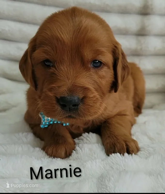 Marnie – Golden Retriever puppy for sale in Johnstown, CO