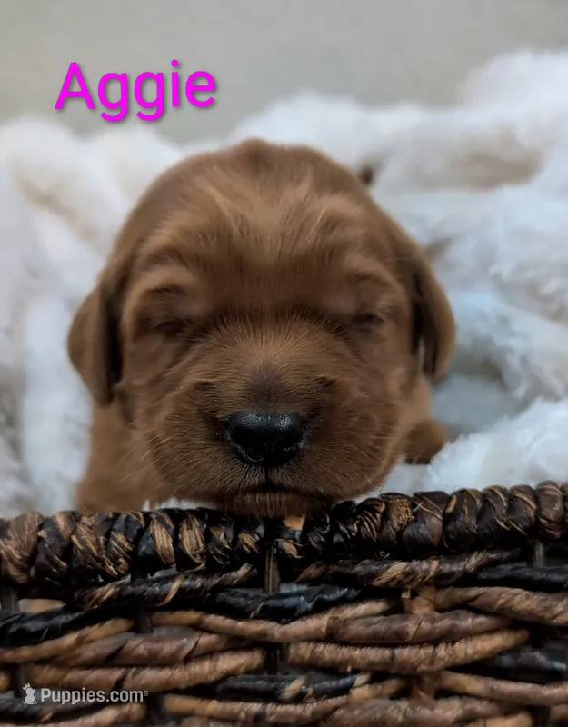 Aggie – Golden Retriever puppy for sale in Johnstown, CO