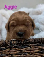 Aggie, a female Golden Retriever for sale in Johnstown, CO – 1 of 2