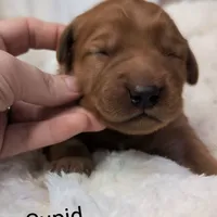 Cupid, a male Golden Retriever for sale in Johnstown, CO – Photo 2 of 2