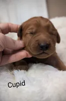 Cupid, a male Golden Retriever for sale in Johnstown, CO – Photo 2 of 2