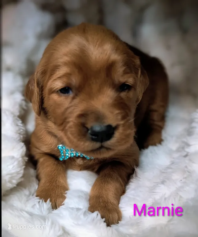 Marnie – Golden Retriever puppy for sale in Johnstown, CO